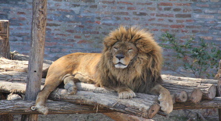 zoološki-vrt-lav