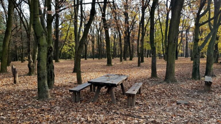 košutnjak-šuma-park-priroda-jesen-lišće