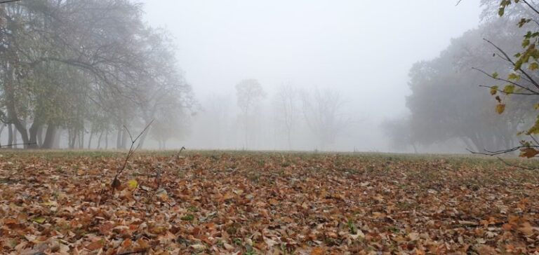 vreme-jesen-košutnjak-magla-kiša-šuma