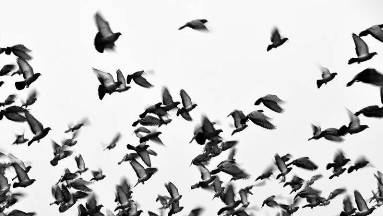 golubovi-ptice