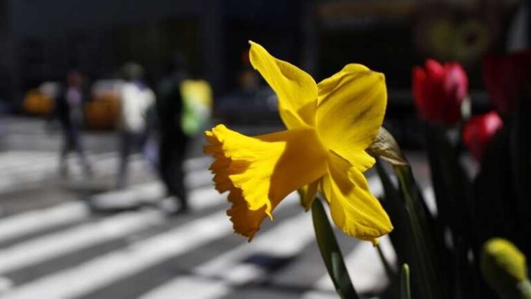 cveće-grad-pešački-vremenska-prognoza-proleće-leto
