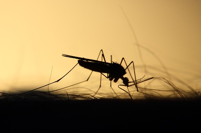 suzbijanje-komaraca-beograd