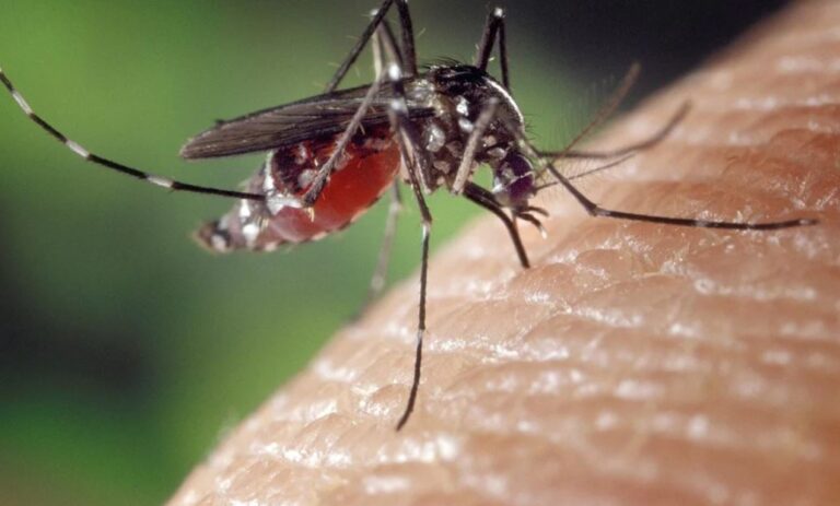 komarac-virus-zapadnog-nila